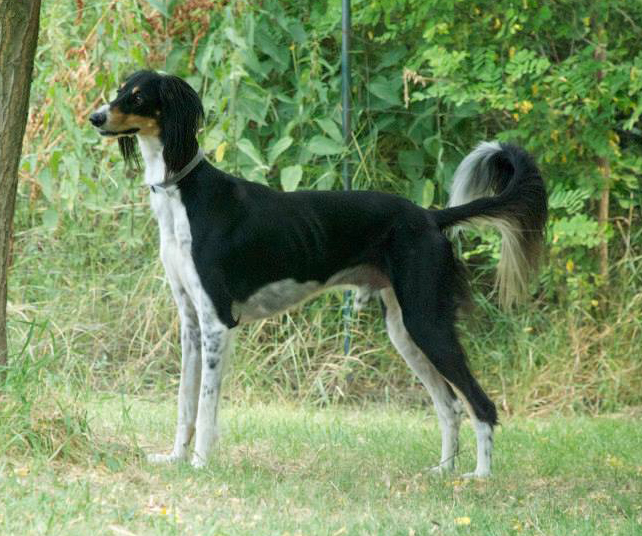 saluki Achthamar Haris Malak