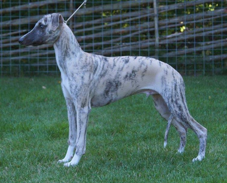 whippet Rhetsgis Hello Midnight Sun