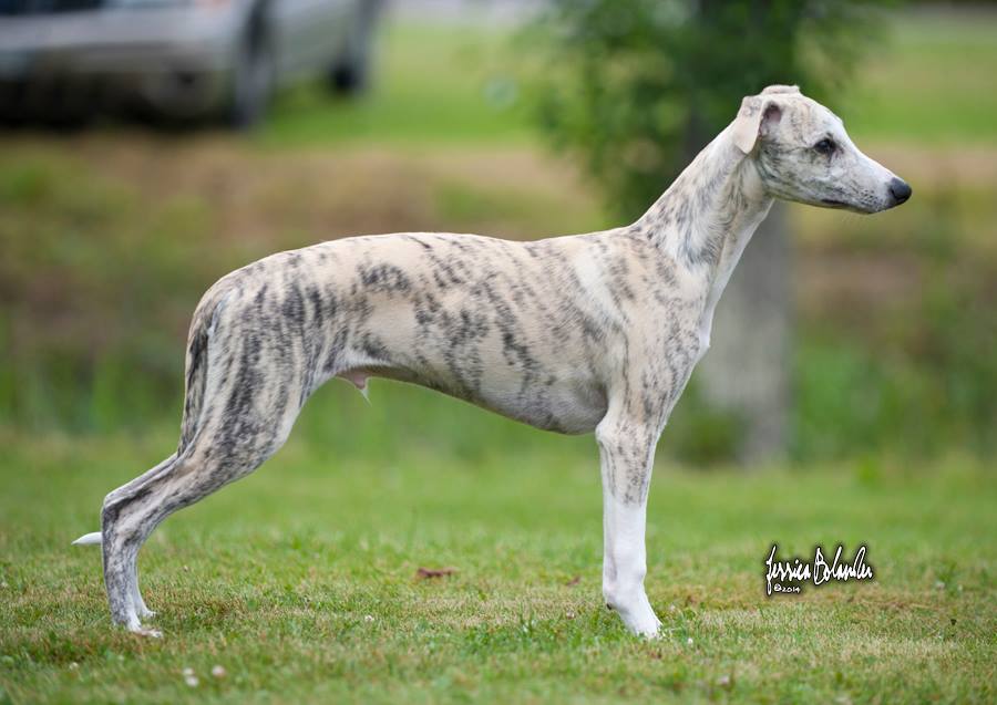 whippet Rhetsgis Hello Starlit Hour