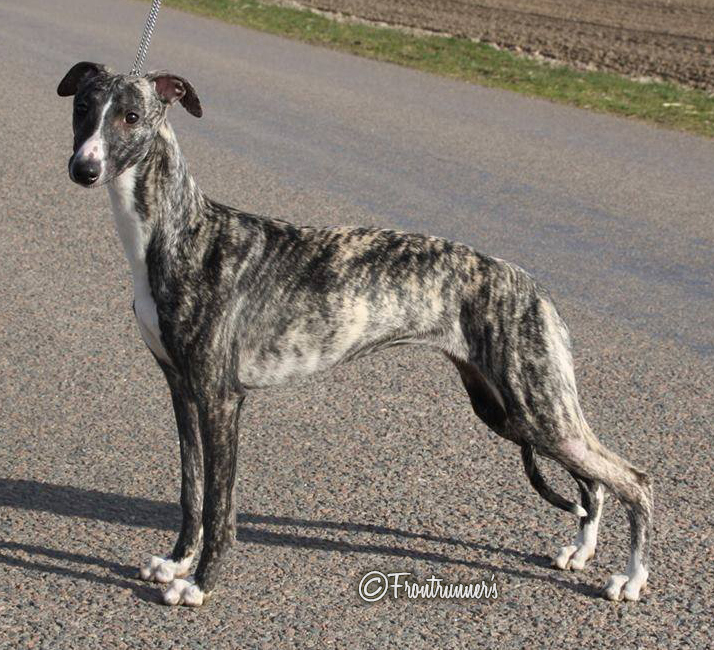 whippet Sinsline Rich Girl