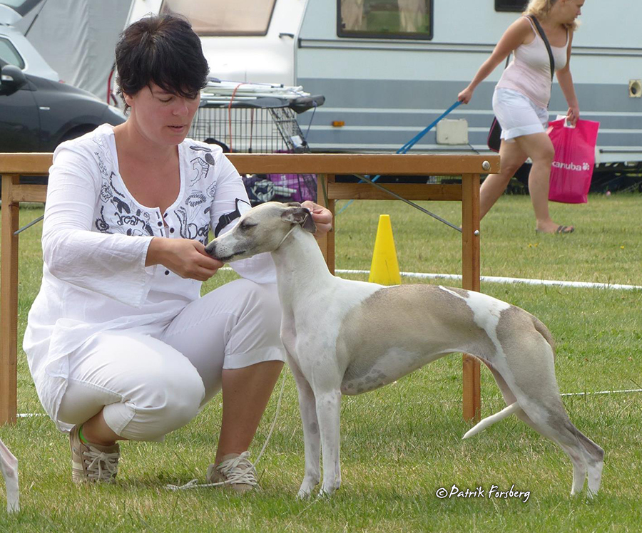 whippet Rhetsgis Ella Fitzgerald