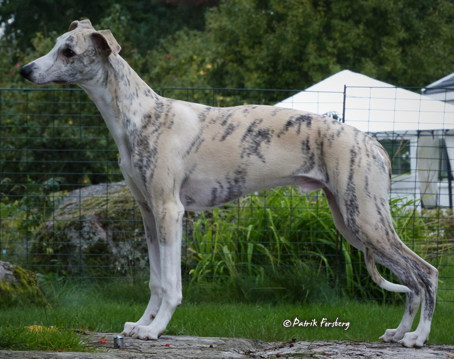 whippet Rhetsgis Hello Starlit Hour