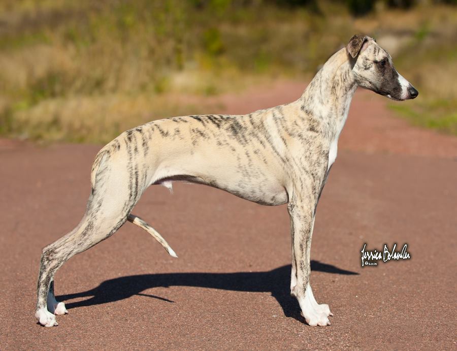 whippet Rhetsgis Hello Midnight Sun