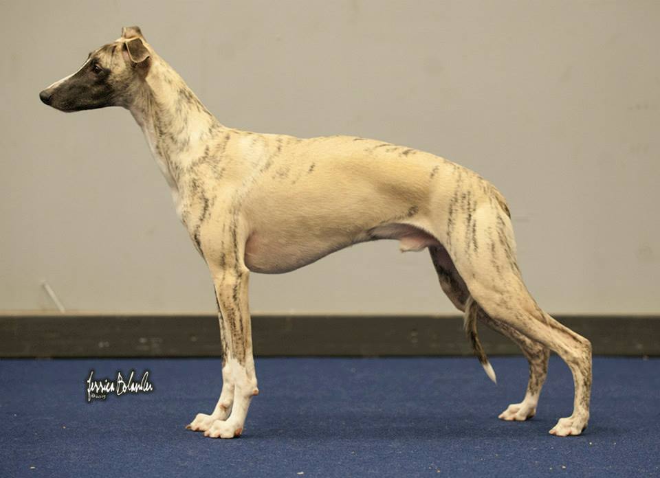 whippet Rhetsgis Hello Blue Moon