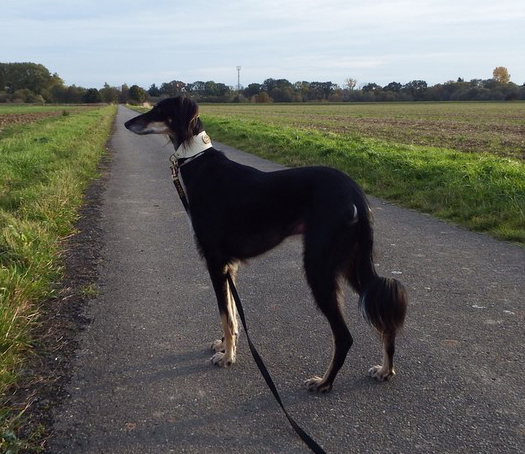 saluki Achthamar Hamasi Ben Ihmz saluki Achthamar Hamasi Ben Ihmz