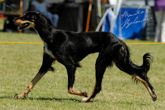 saluki Achthamar Hafid-Hamza