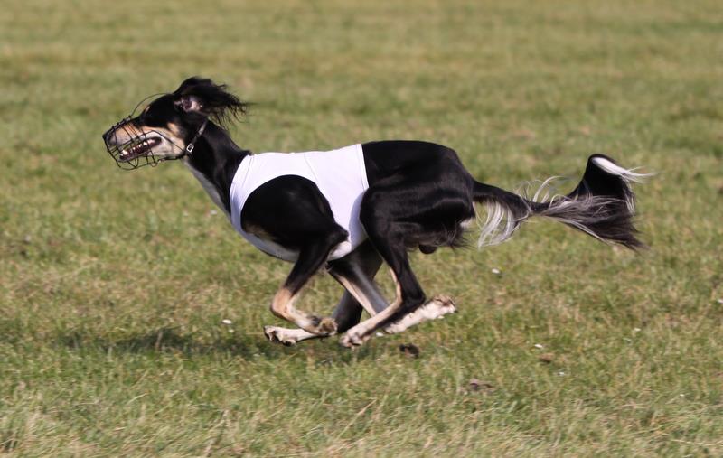 saluki Achthamar Husam-Hamza saluki Achthamar Husam-Hamza