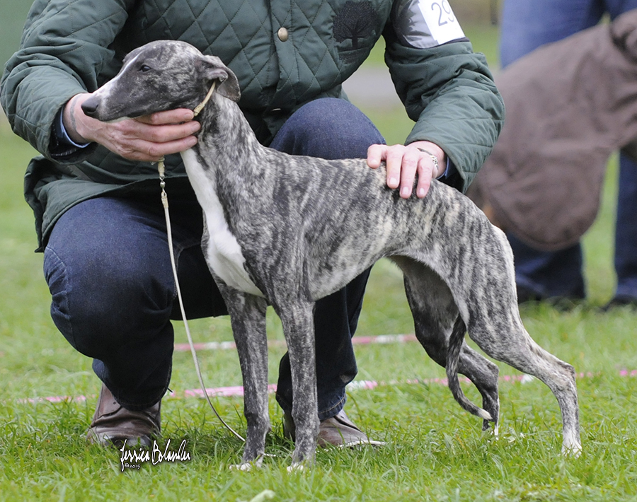 whippet Sinsline Rich Girl