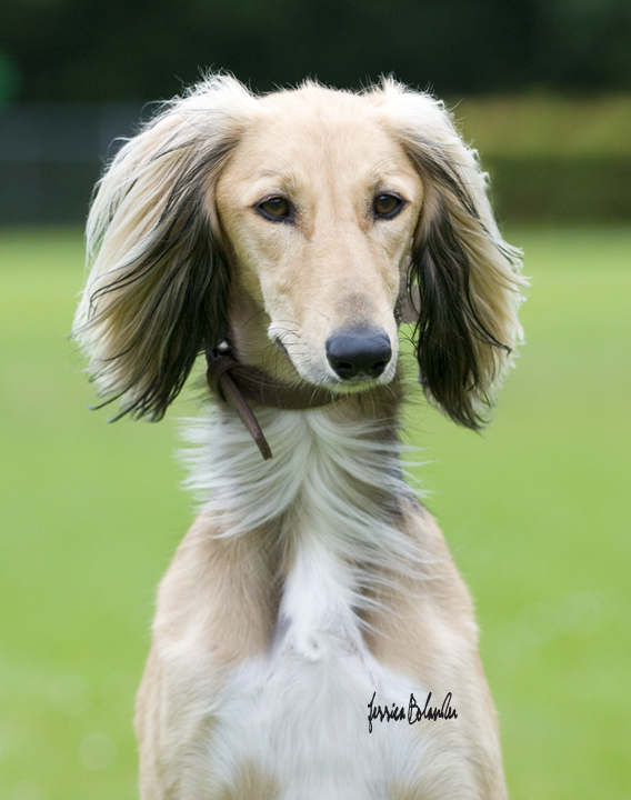 saluki Achthamar Halim Ben Ihmz