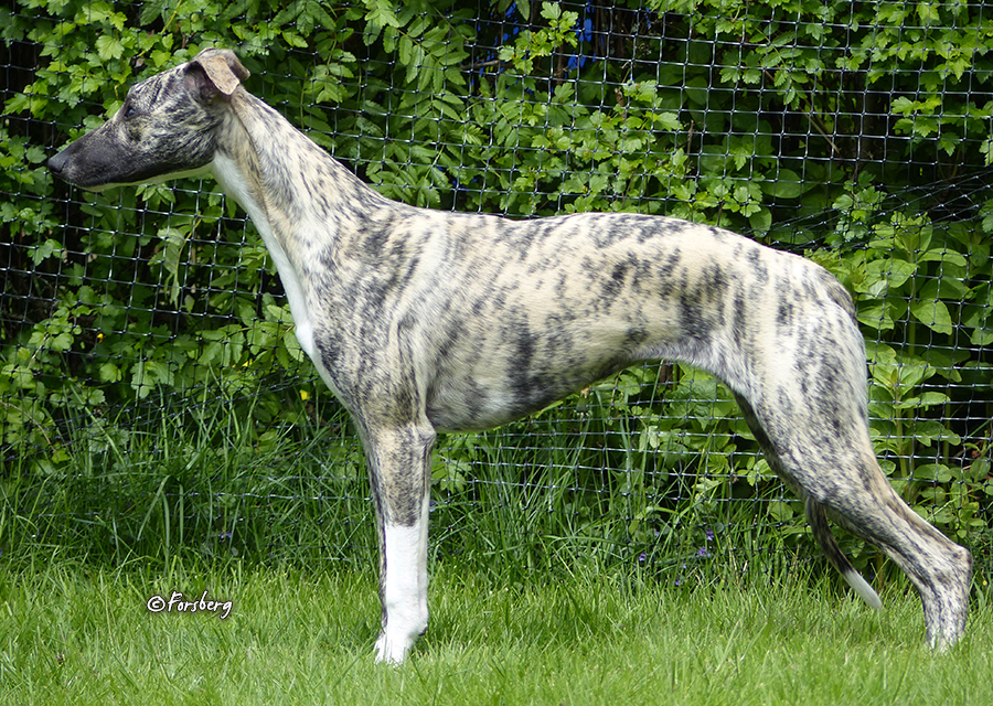 whippet Sinsline Reach Out And Touch