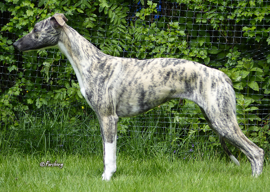 whippet Sinsline Reach Out And Touch