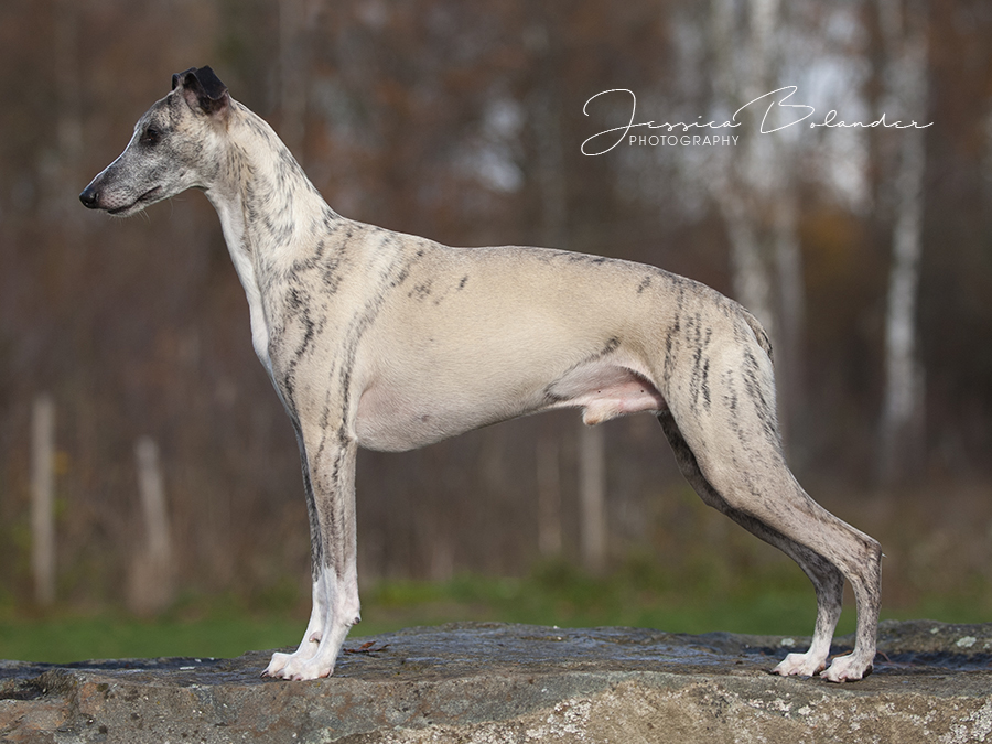 Z1M2536 lowres jessicabolander Z1M2536 lowres jessicabolander