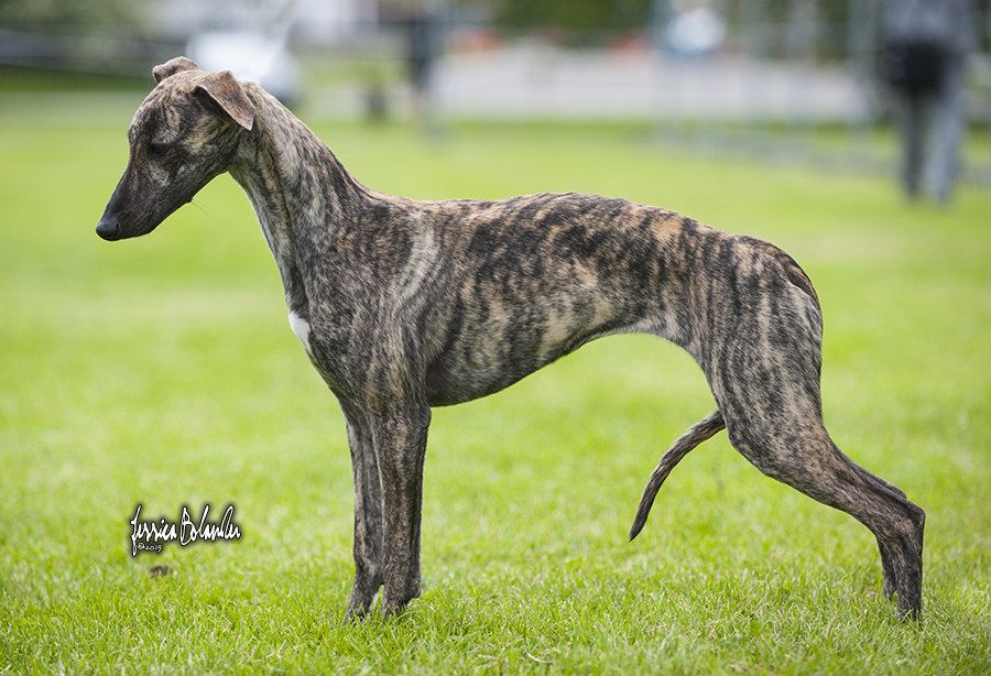 whippet Sinsline Rapsody In The Rain