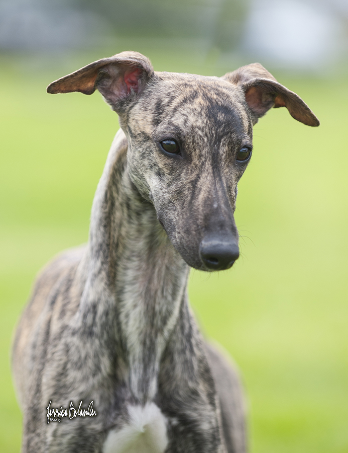 whippet Sinsline Rapsody In The Rain