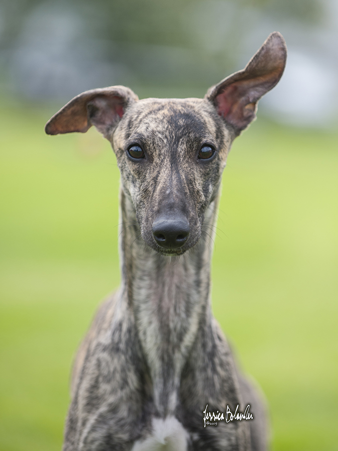 whippet Sinsline Rapsody In The Rain