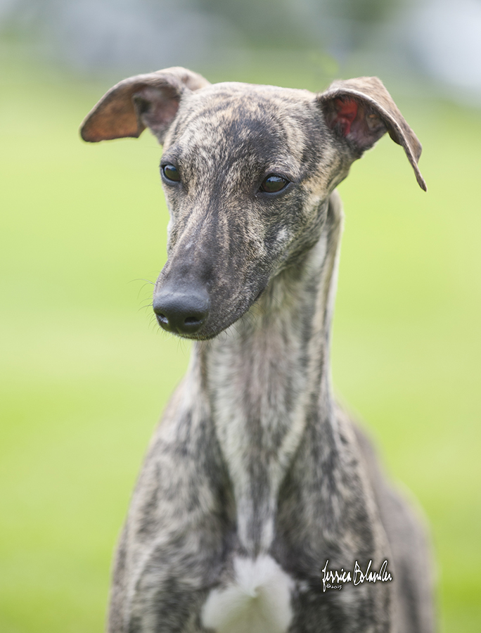 whippet Sinsline Rapsody In The Rain