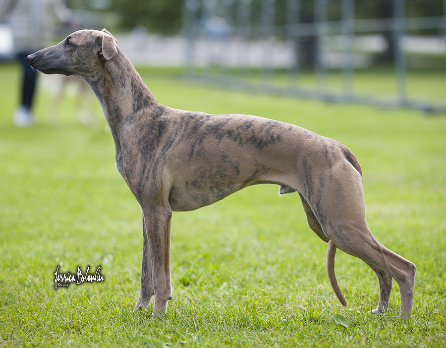 whippet Sinsline Ring Of Fire