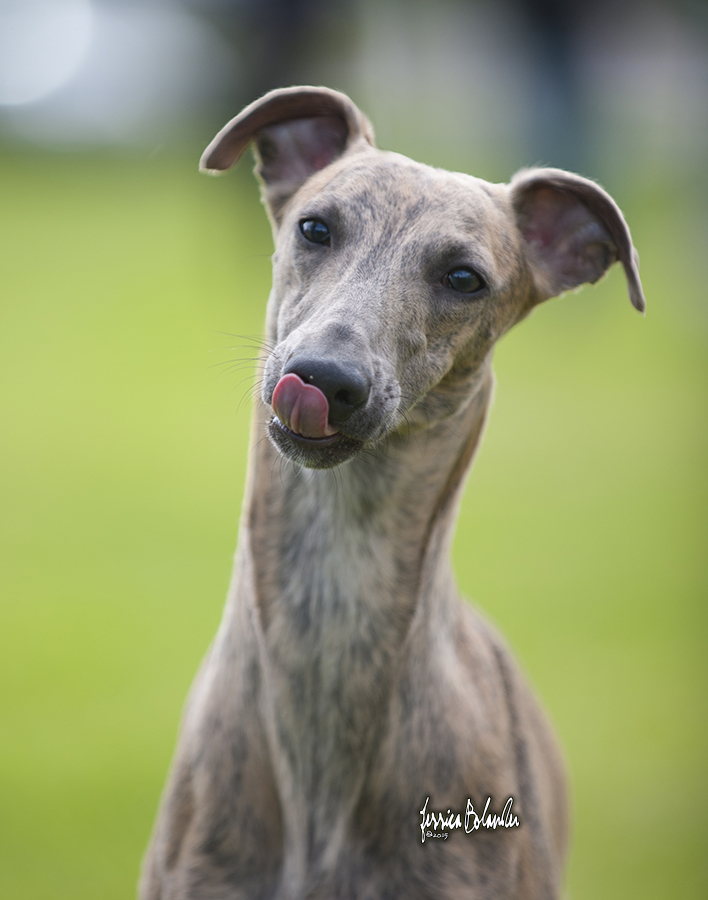 whippet Sinsline Ring Of Fire