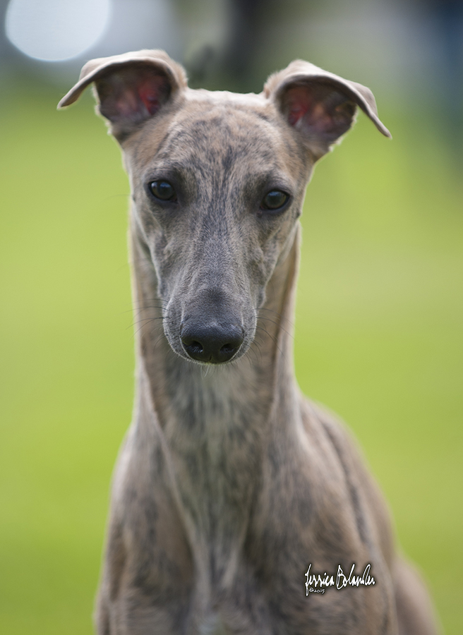 whippet Sinsline Ring Of Fire