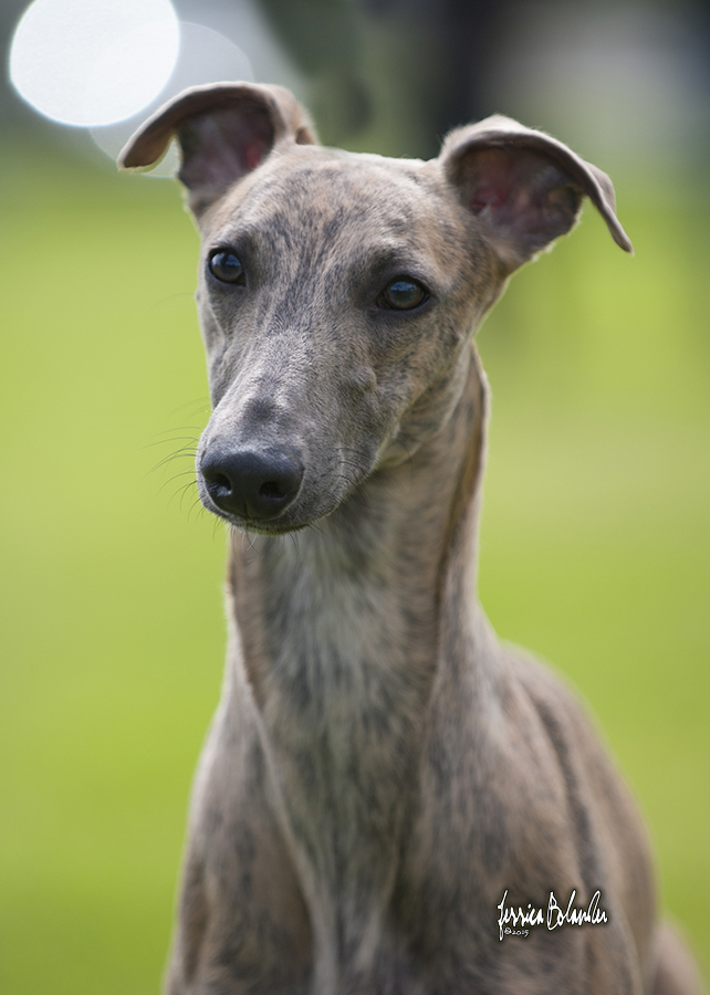 whippet Sinsline Ring Of Fire