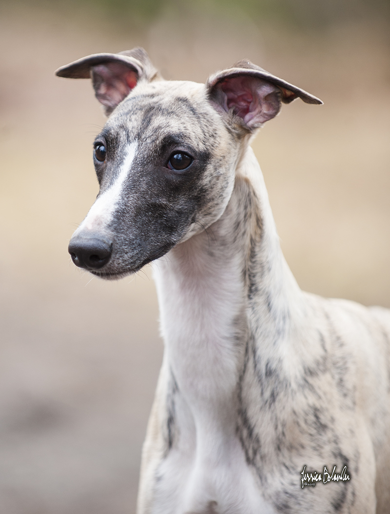 whippet Rhetsgis Hello Blue Moon