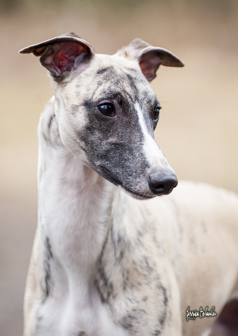 whippet Rhetsgis Hello Blue Moon