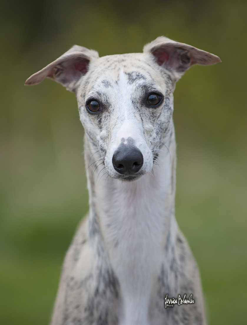 whippet Rhetsgis Hello Starlit Hour