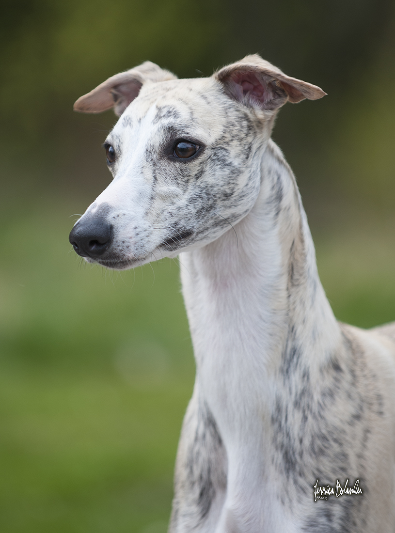 whippet Rhetsgis Hello Starlit Hour