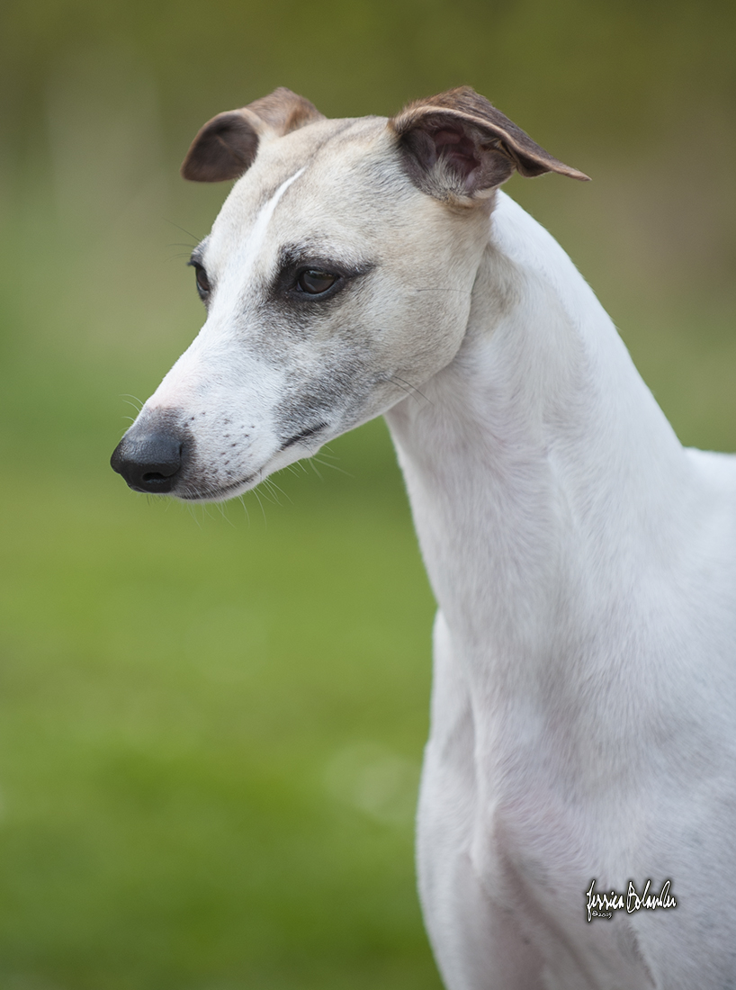 whippet Rhetsgis Ella Fitzgerald