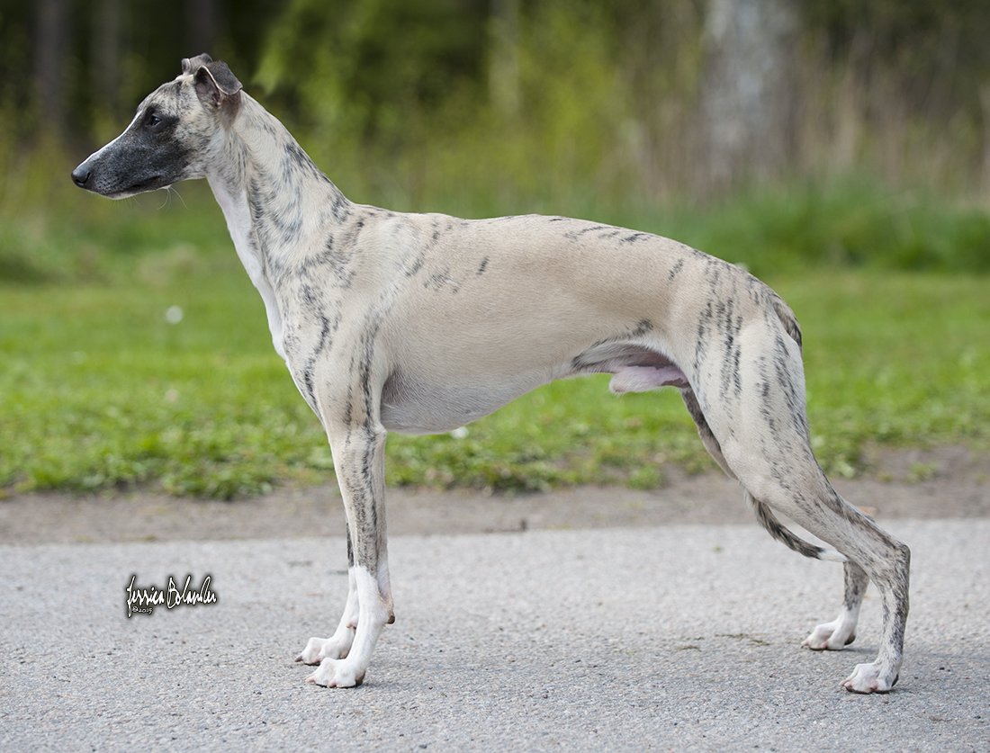 whippet Rhetsgis Hello Blue Moon