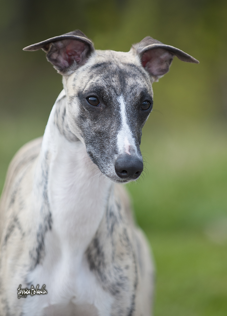 whippet Rhetsgis Hello Blue Moon