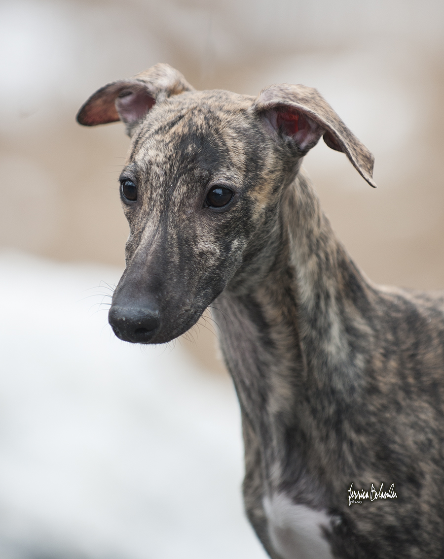 whippet Sinsline Rapsody In The Rain