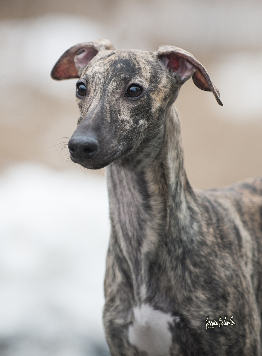 whippet Sinsline Rapsody In The Rain