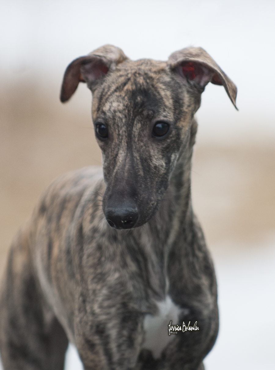 whippet Sinsline Rapsody In The Rain