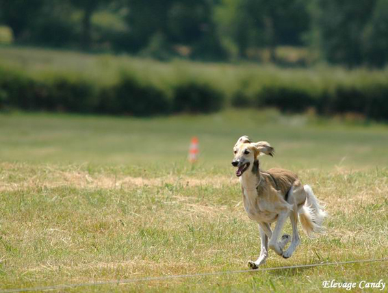 saluki Achthamar Hamaal