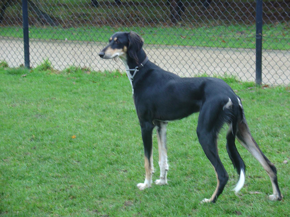 hondenenzo030klein