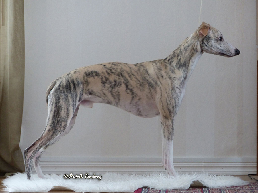 whippet Rhetsgis Hello Starlit Hour