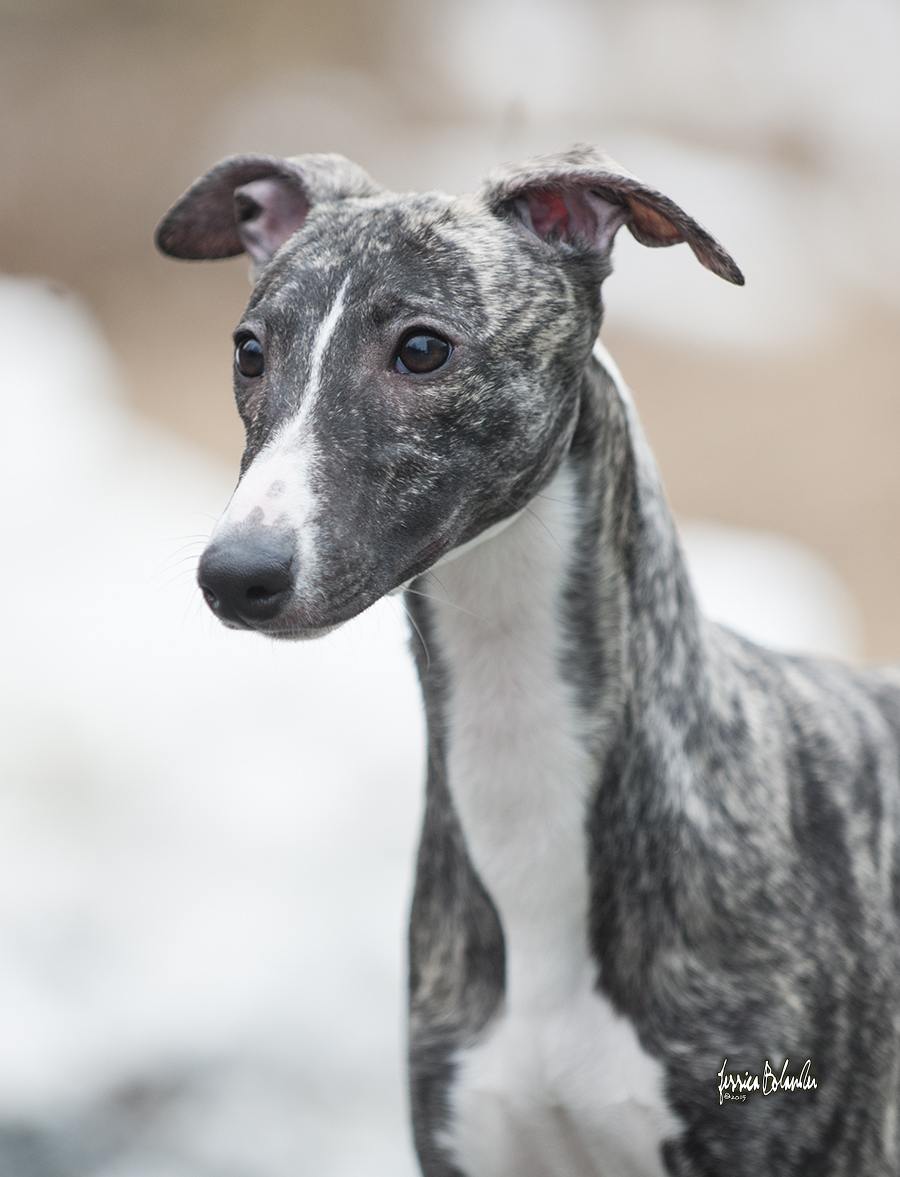 whippet Sinsline Rich Girl