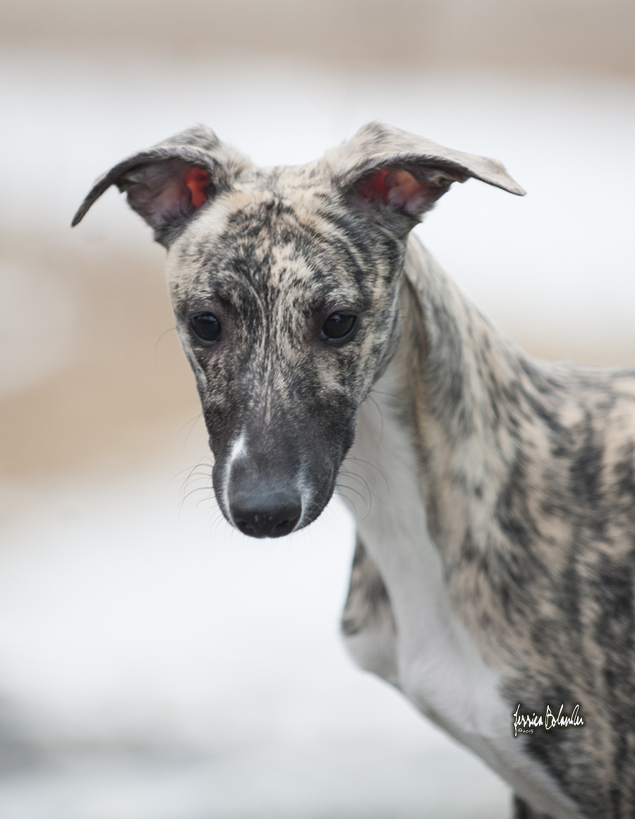 whippet Sinsline Reach Out And Touch