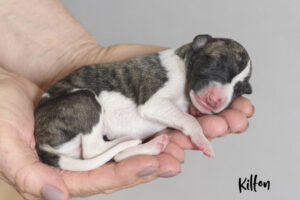 kilton-1day-2