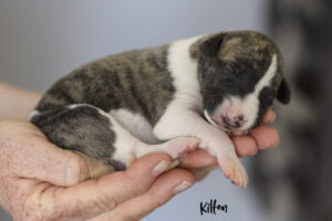 kilton-1v