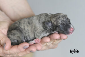 robbie-1day-2