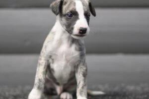 beedle_ND50388-1