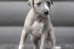 zelda_ND50322-1