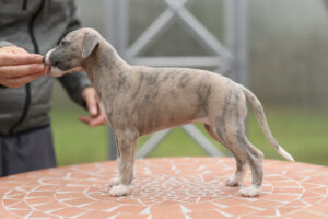 zelda_ND51324