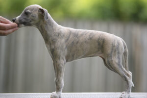 zelda_ND52848