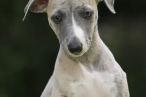 zelda_ND53525-1