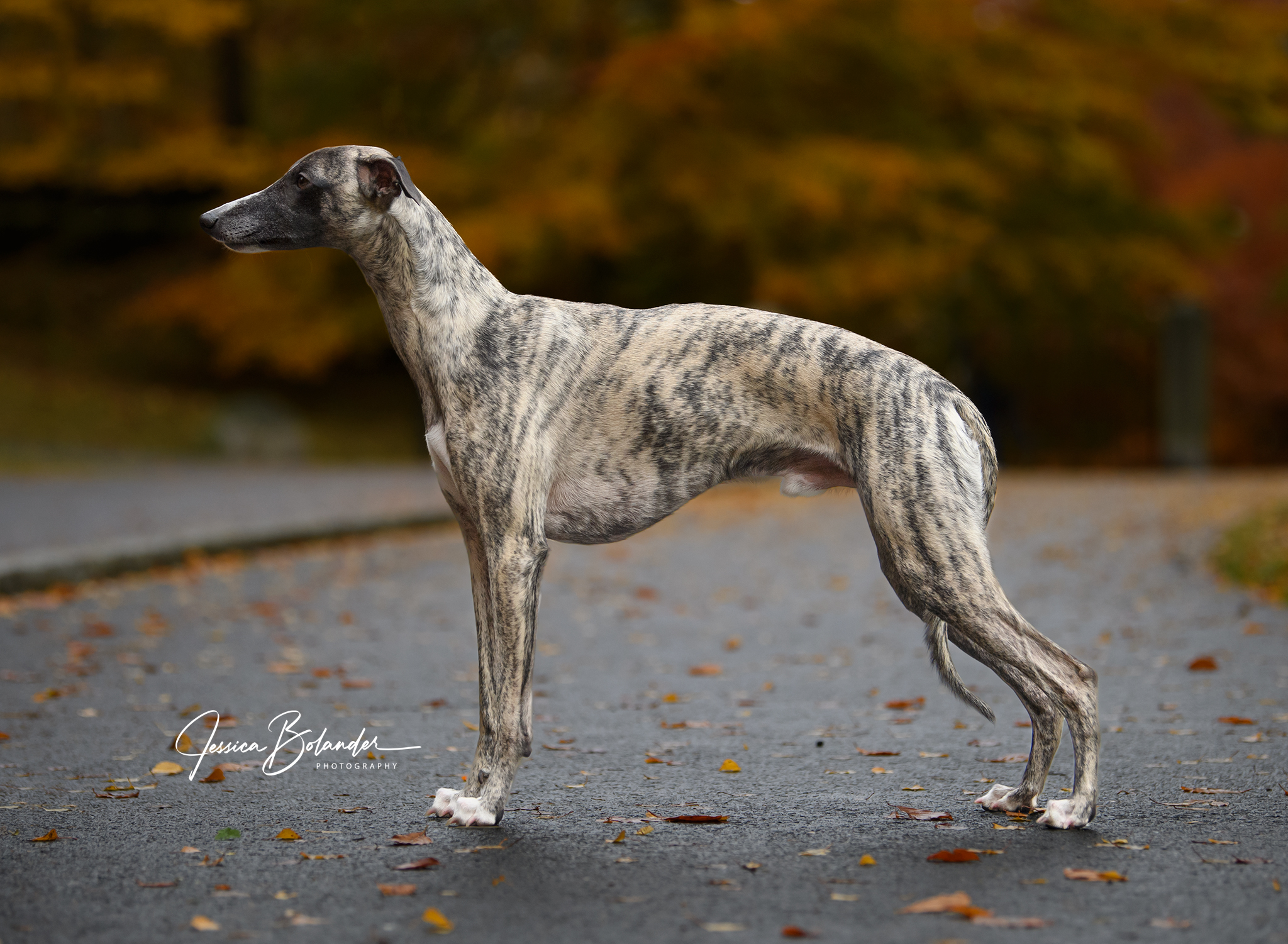 _ND57377-facebook