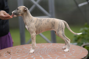 zelda_ND53619-1