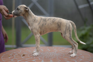 zelda_ND54034-1